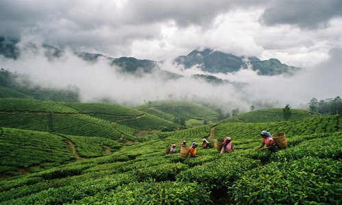 Things to Do in Munnar: Tea Hills | The Ghumakkad